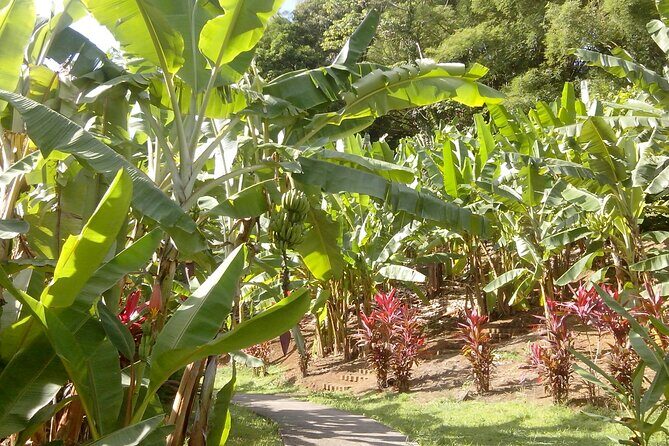 Private excursions à la carte in Martinique - Transportation and Timing