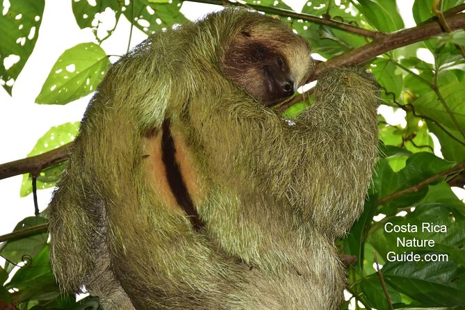 Private Expedition in the Arenal Volcano Region in Costa Rica  - La Fortuna - Expedition Highlights
