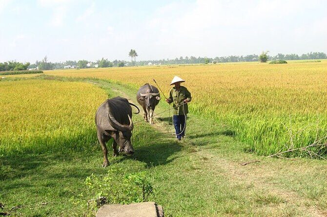 Private Experience Cycling , Buffalo and Basket Boat Ride - FAQ