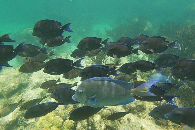 Private Experience in Akumal with Snorkeling - Considerations and Tips