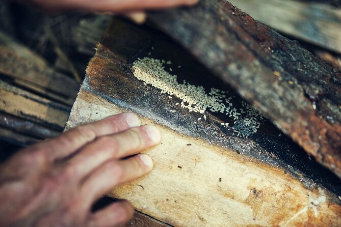 Private Experience in Wildlife Survival School in Bulgaria - Reviews