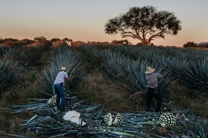 Private Experience of Tequila Town from Jalisco - An In-Depth Look at the Tour Itinerary