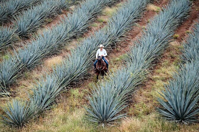 Private Experience of Tequila Town from Jalisco - Final Thoughts: Is It Worth It?  
