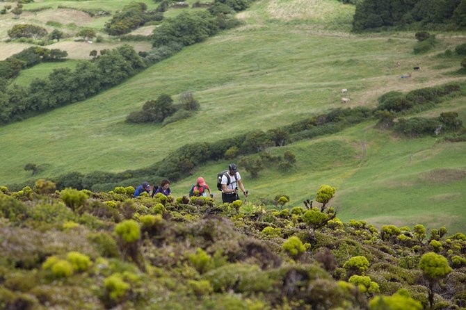 Private Faial Hike: 10 Volcanoes Trail  - Horta - Good To Know