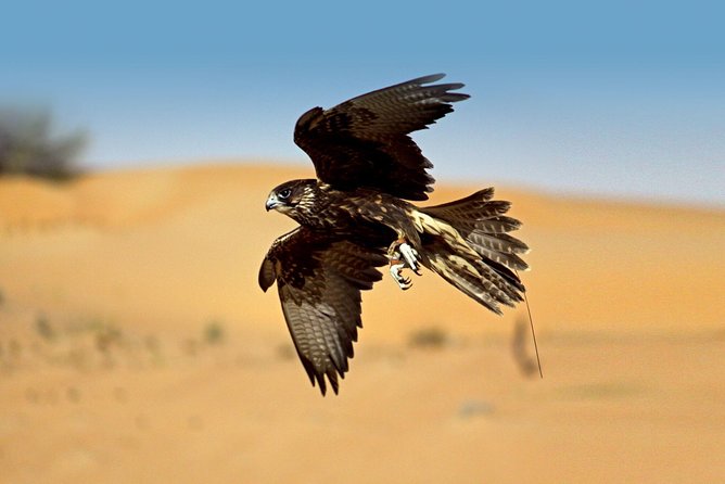 Private Falconry Experience and Nature Desert Safari in Dubai - Traditional Falconry Display