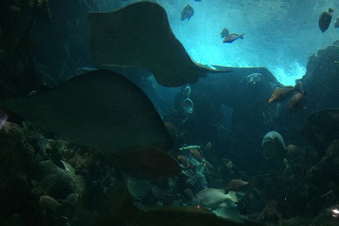 Private Family Day Tour in Guangzhou to Grandview Aquarium and Guangzhou Zoo - Tour Highlights