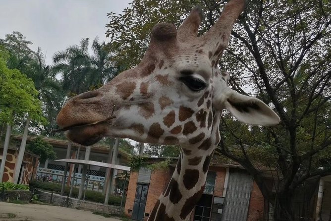 Private Family Day Tour in Guangzhou to Grandview Aquarium and Guangzhou Zoo - Itinerary Overview