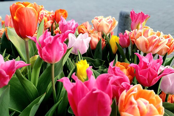 Private Family Walking Tour in Amsterdam - Highlights of the Private Family Walking Tour