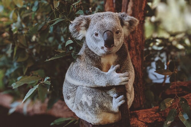 PRIVATE Featherdale Zoo Blue Mountains Scenic World in Luxury Car - Traveler Reviews