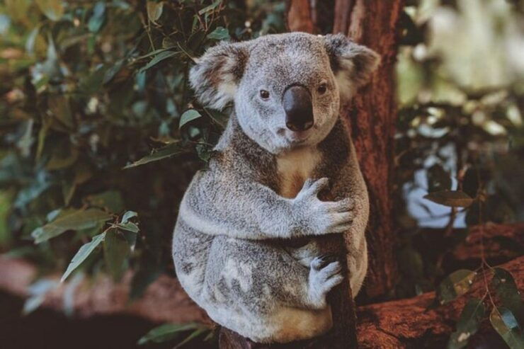 PRIVATE Featherdale Zoo Blue Mountains Scenic World Tour - Tour Highlights