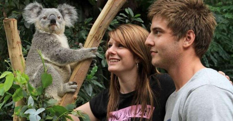PRIVATE Featherdale Zoo Blue Mountains Scenic World Tour - Tour Description