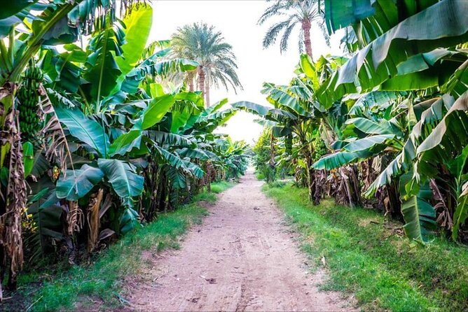 Private Felucca Ride Tour in Banana Island - Itinerary Details