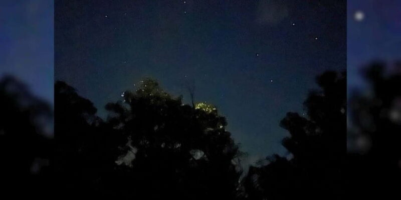 Private Firefly Watching Night Cruise on Bohol Abatan River - Good To Know