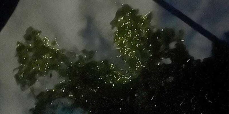 Private Firefly Watching Night Cruise on Bohol Abatan River - Why This Tour Is Worth Considering