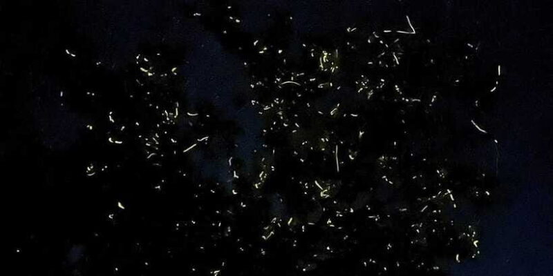 Private Firefly Watching Night Cruise on Bohol Abatan River - The Sum Up