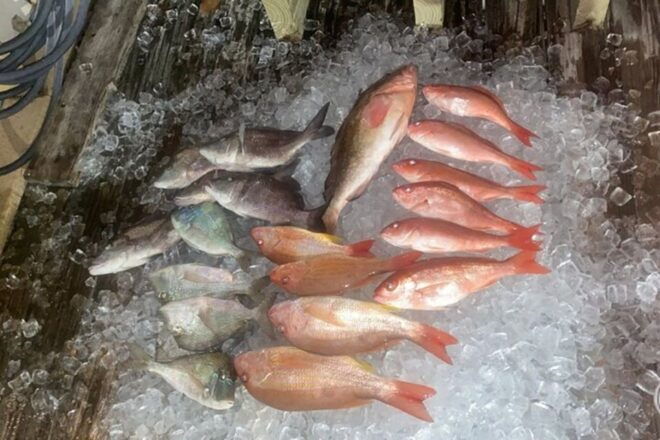 Private Fishing Charter in Clearwater Beach, Florida - Memorable Experiences on a Private Charter
