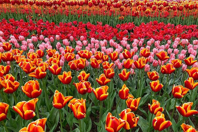 Private Flower Tour to the Keukenhof - The Sum Up