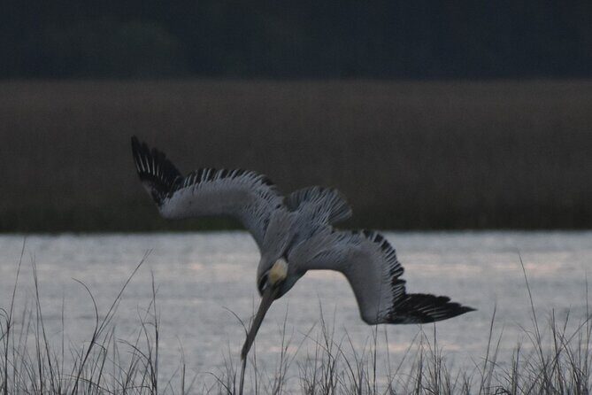 Private Folly River Sunset Dolphin Cruise - Good To Know