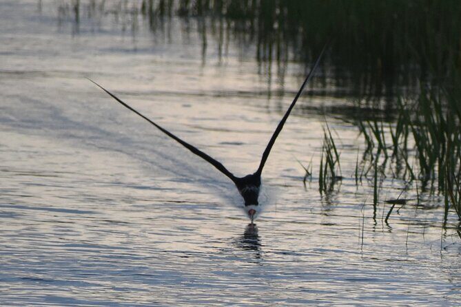 Private Folly River Sunset Dolphin Cruise - FAQs
