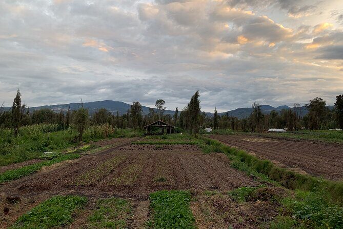 Private Food Tasting and Filmmaking Tour in Mexico City - Final Thoughts