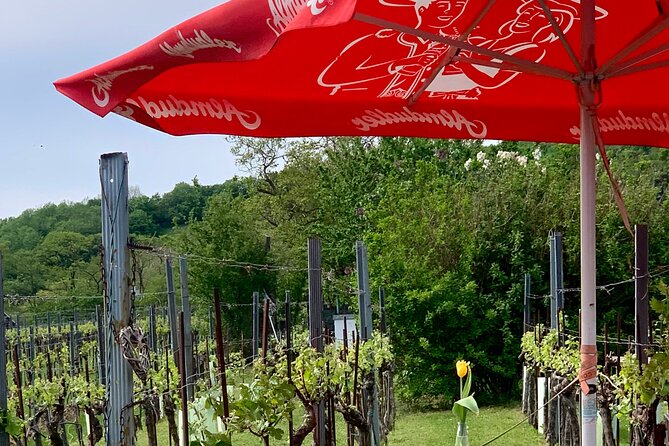 Private Food Tour to Vienna's Best Wineries - Additional Information