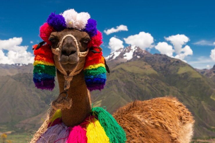 Private From Cusco Alpaca Therapy Creative Craftsmanship - Activity Details
