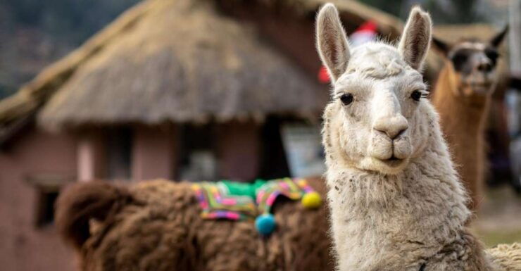 Private From Cusco Alpaca Therapy Creative Craftsmanship - Experience Highlights