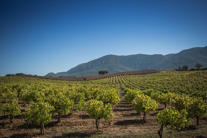 Private Full-Day Arrábida Wine Tour and Food Tasting - Tour Details