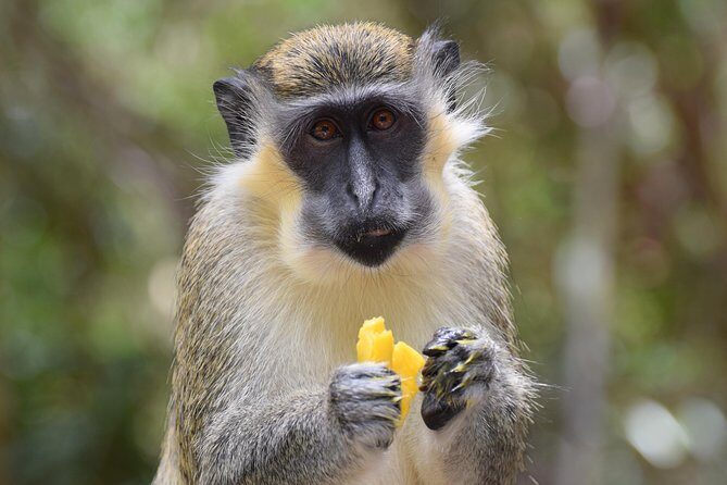 Private Full-Day Barbados Excursion - Good To Know