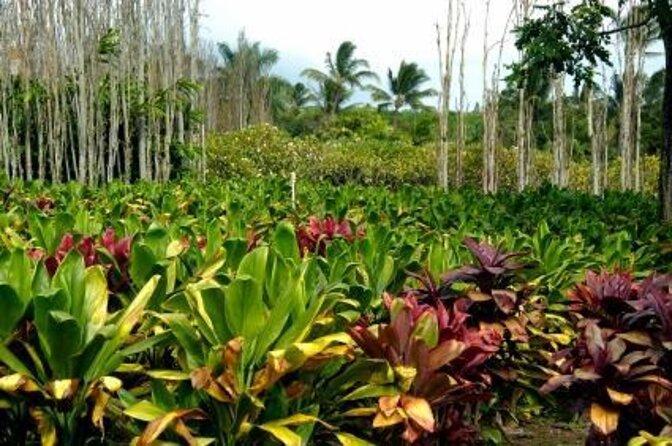 Private Full-Day Best of West Maui Guided Sightseeing Tour - Tour Highlights and Itinerary