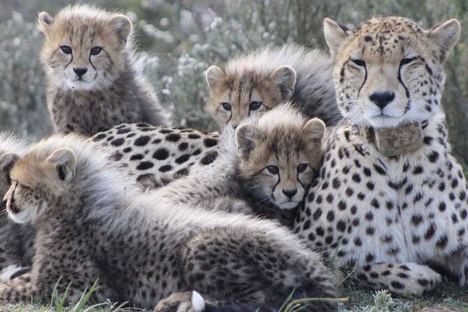 Private Full-day Big 5 Aquila Game Reserve Tour - Tour Highlights