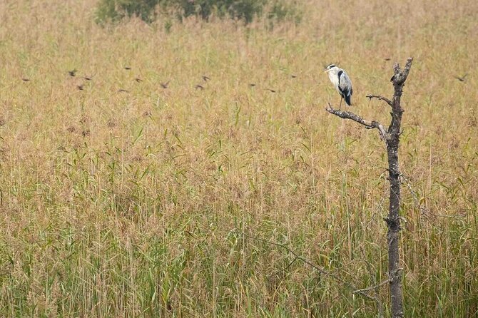Private Full-Day Bird Watching and Photography by Lake Neuchâtel - Tour Overview and Inclusions