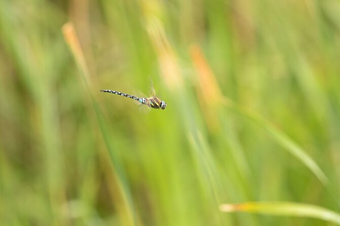 Private Full-Day Bird Watching and Photography by Lake Neuchâtel - Meeting and Pickup Details