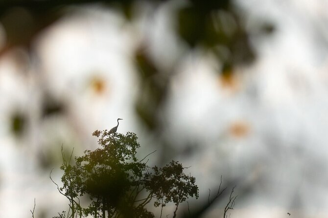 Private Full-Day Bird Watching and Photography by Lake Neuchâtel - Additional Information and Requirements