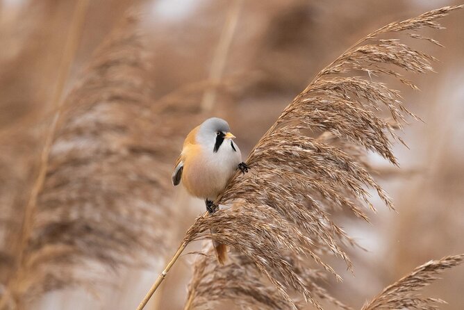 Private Full-Day Bird Watching and Photography by Lake Neuchâtel - Cancellation Policy