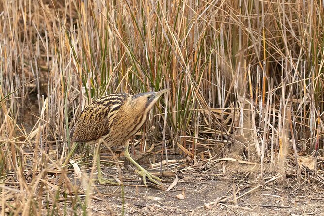 Private Full-Day Bird Watching and Photography by Lake Neuchâtel - Reviews and Price Information