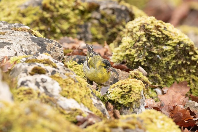 Private Full-Day Bird Watching and Photography by Lake Neuchâtel - Common Questions