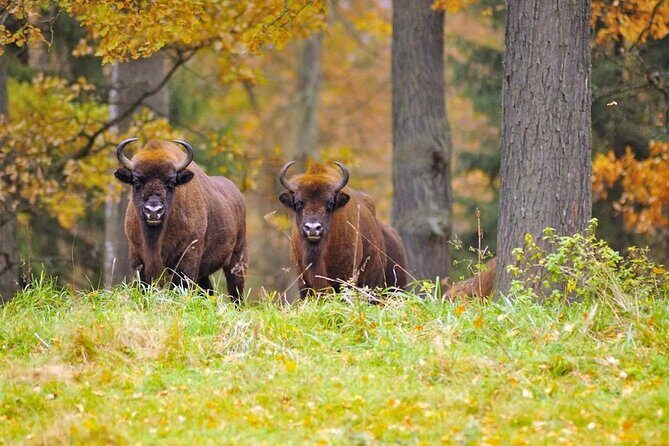 Private Full Day Bison Safari Tour in Bialowieza National Park - Good To Know