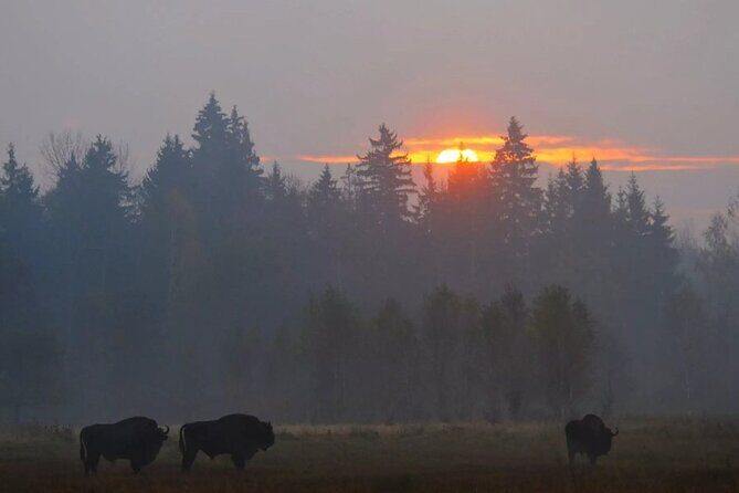 Private Full Day Bison Safari Tour in Bialowieza National Park - Introduction to the Tour Experience