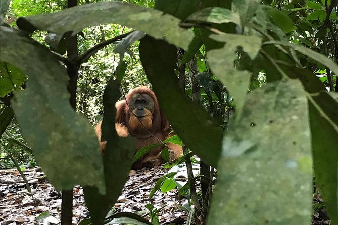 Private Full-Day Bukit Lawang Trekking Tour From Medan - Tour Details