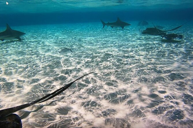 Private Full Day Charter - Stingray City, Starfish Point, Kaibo & Snorkeling - Stingray City Experience