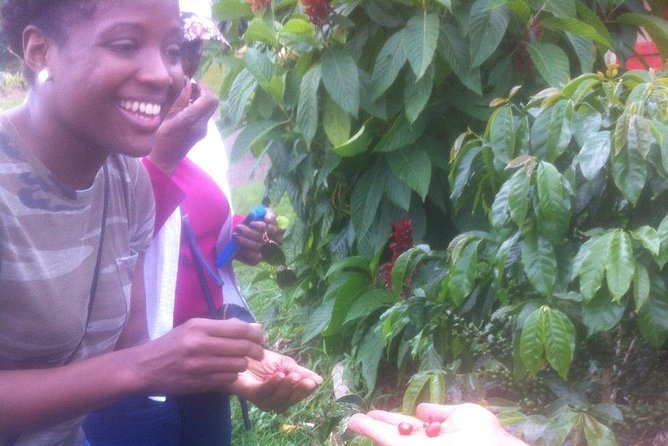 Private Full-Day Coffee Tour to Palmitas Farm Near Medellín - Itinerary Details