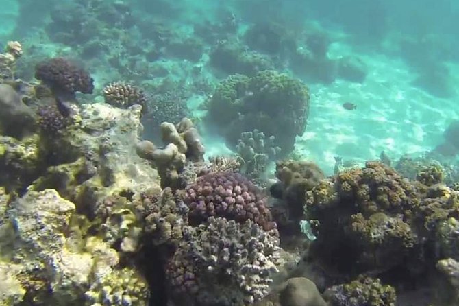 Private Full-Day Cruise on Sandbank and Kwale Island - Additional Details