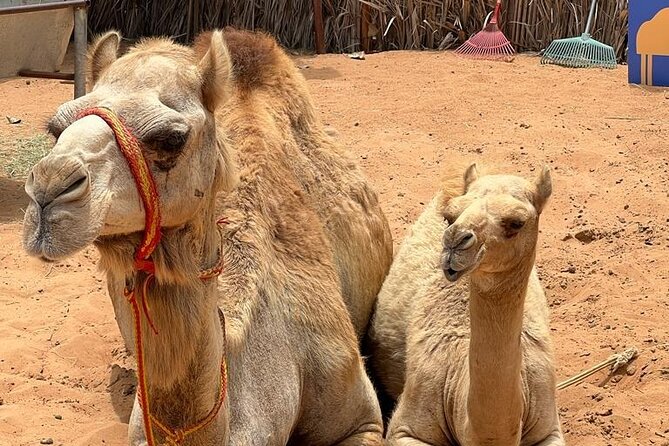 Private Full Day Dubai Tour With View at the Palm - Inclusions and Exclusions