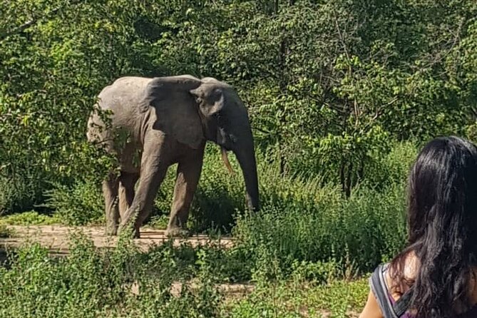 Private Full Day Elephant Safari Tour in Mole National Park Ghana - Good To Know