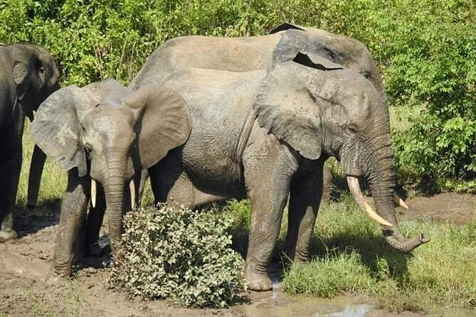 Private Full Day Elephant Safari Tour in Mole National Park Ghana - Tips for a Great Experience