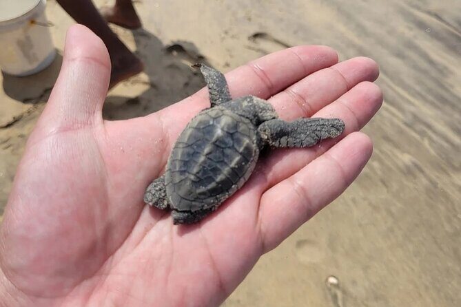 Private Full Day Excursion to Bentota and Galle - FAQ