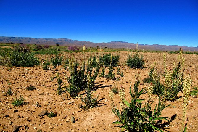 Private Full-Day From Ouarzazate to Draa Valley and Zagora Desert With Lunch - Additional Info