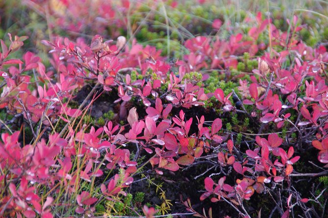 Private Full-Day Golden Circle Tour - Common Questions