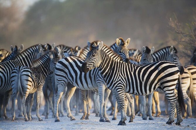 Private Full Day Guided Big-Five Safari Tour in Cape Town - Highlights of the Big-Five Safari Tour
